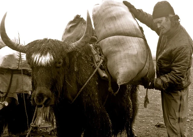 Yak caravan on the Tea Horse Road